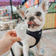 Dog Adjustable Harness - Baby Got Black