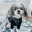 Dog Adjustable Harness - Baby Got Black
