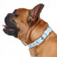 Collar Ice Blue