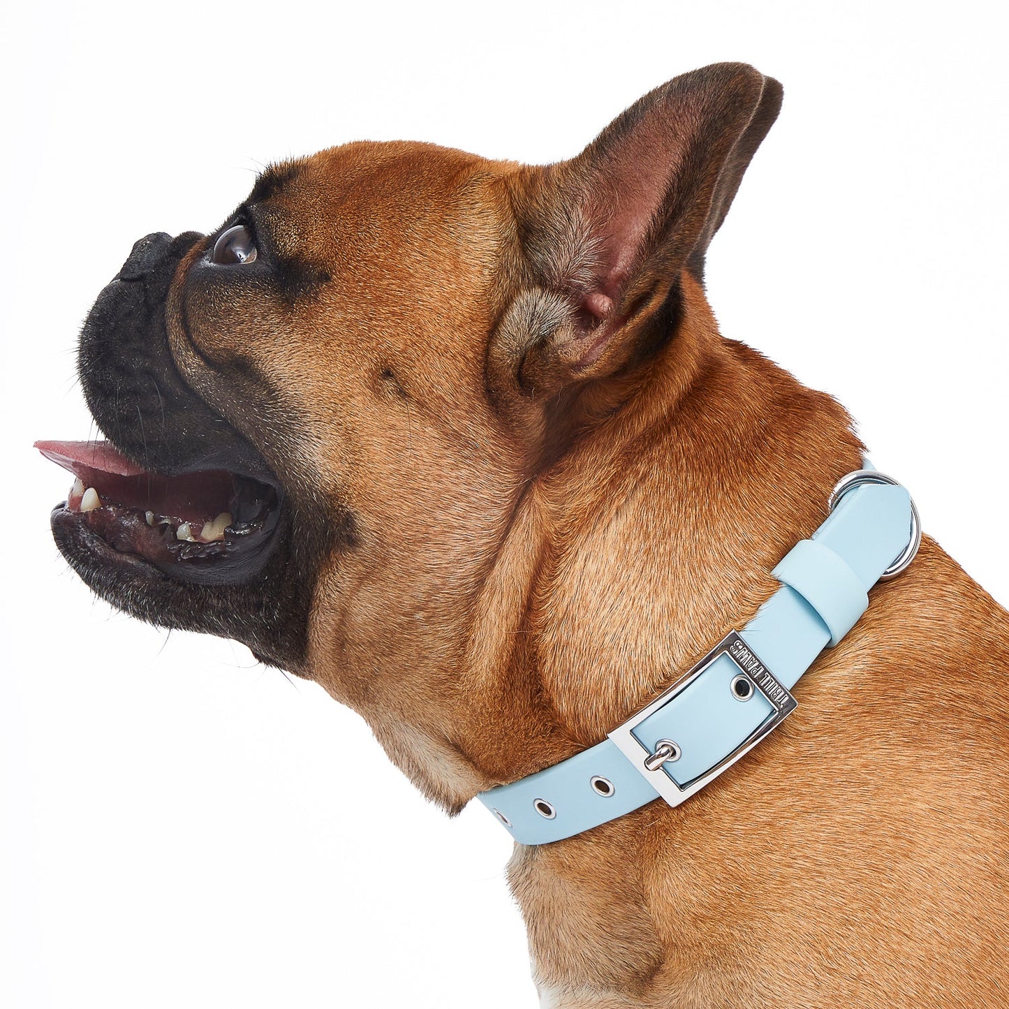 Collar Ice Blue
