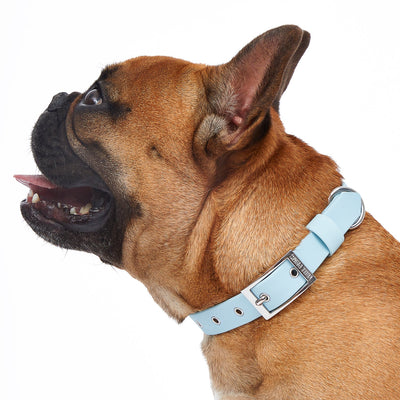 Collar Ice Blue