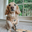 Dog Leash - Daffodil