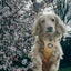Dog Step-in Harness - Daffodil