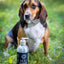 HOLI Icelandic Salmon Oil for Dogs | Extra Virgin