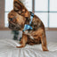 Dog Collar - Berry Sassy