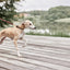 Robin Dog Collar Large - Choko