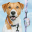 Dog Collar - Hello Kitty® & Friends Flower Festival