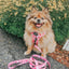 Dog Leash - Mykonos