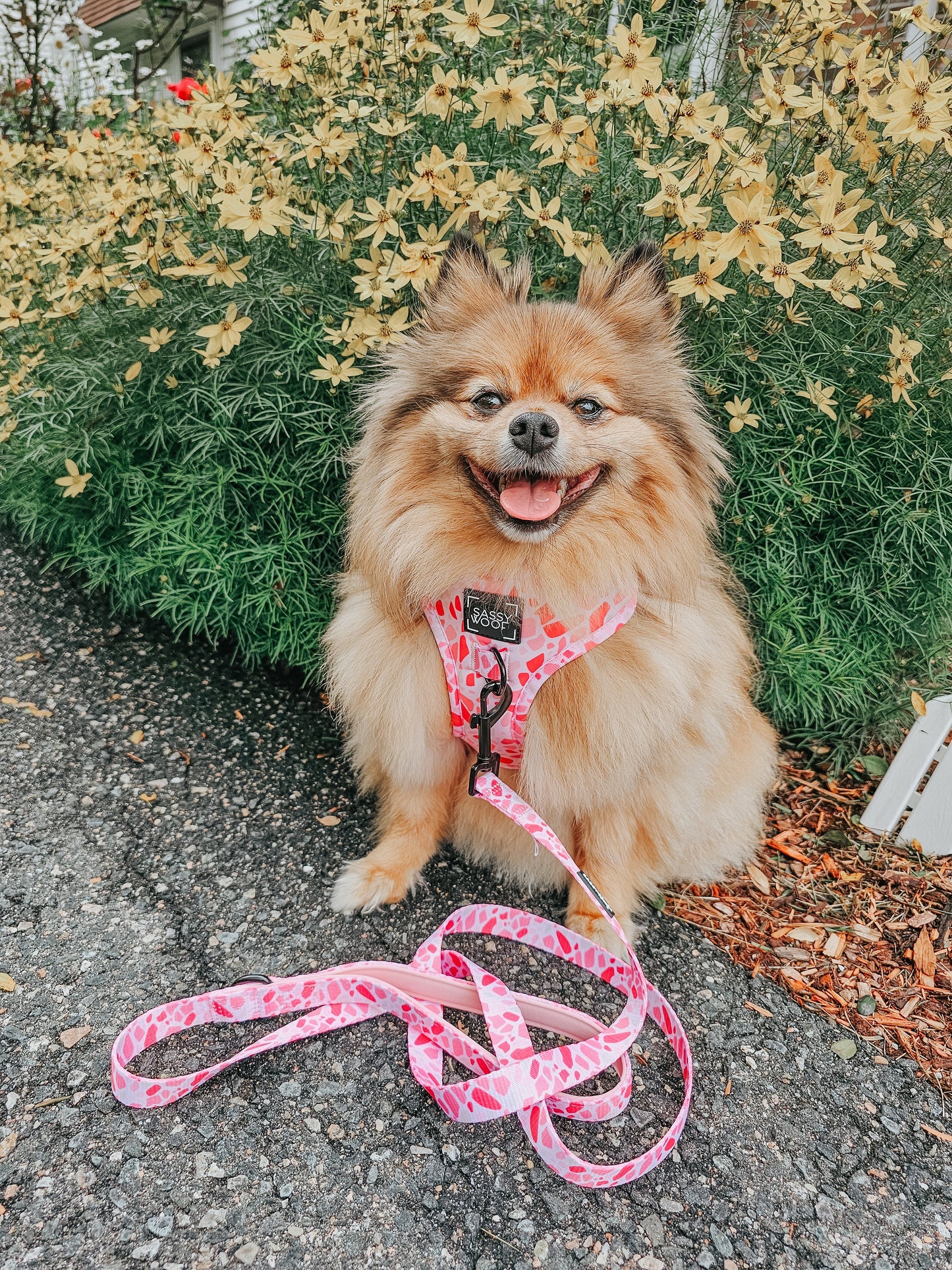 Dog Adjustable Harness - Mykonos