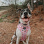 Dog Collar - Out of Office
