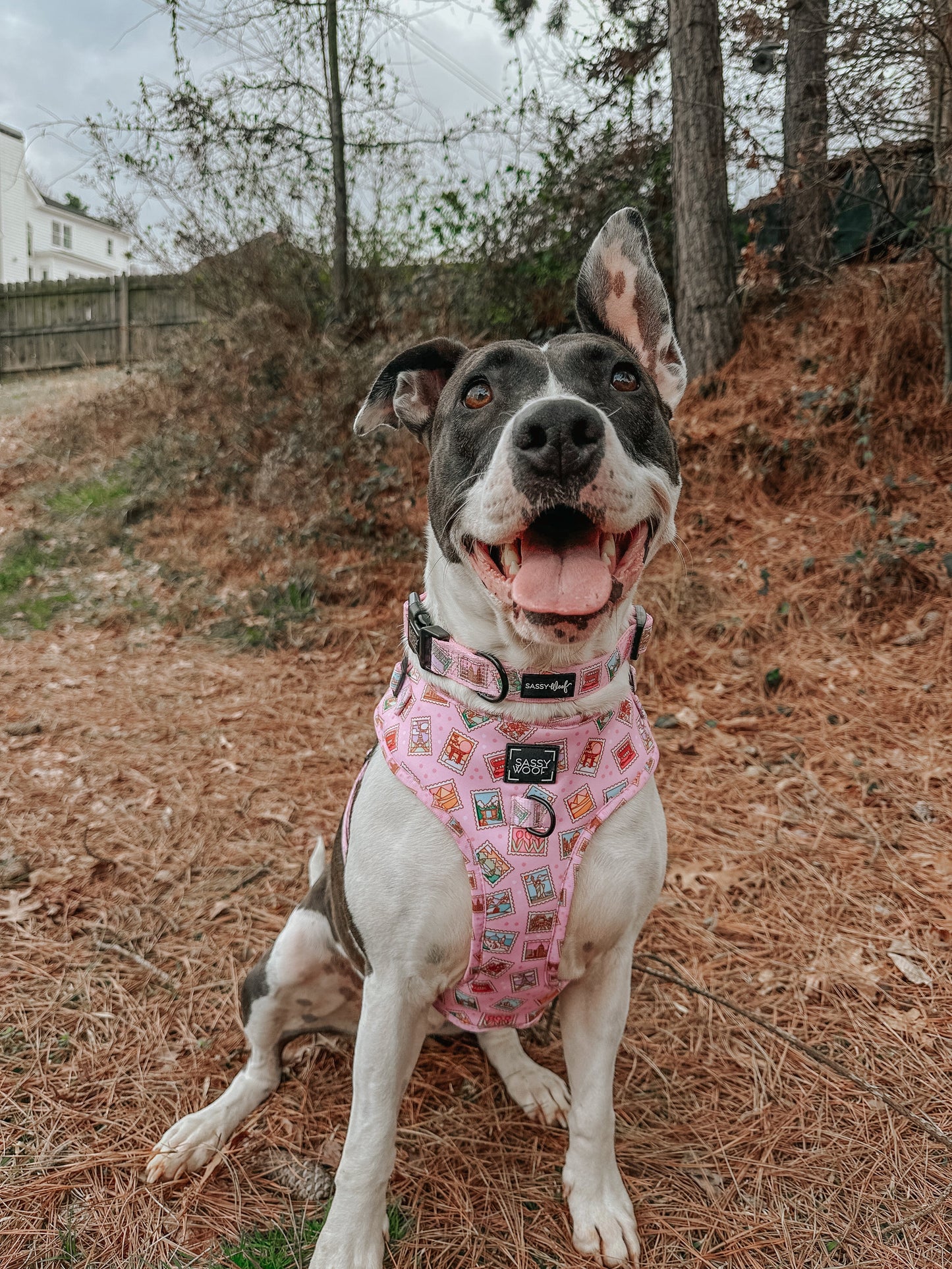 Dog Collar - Out of Office