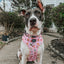 Dog Adjustable Harness - Out of Office
