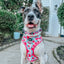 Dog Collar - Floral Frenzy
