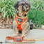 Dog Collar - Wonder Woman™