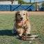 Dog Leash - MLB™ x Peanuts™ San Diego Padres™