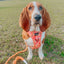 Dog Step-in Harness - Summer Sorbet
