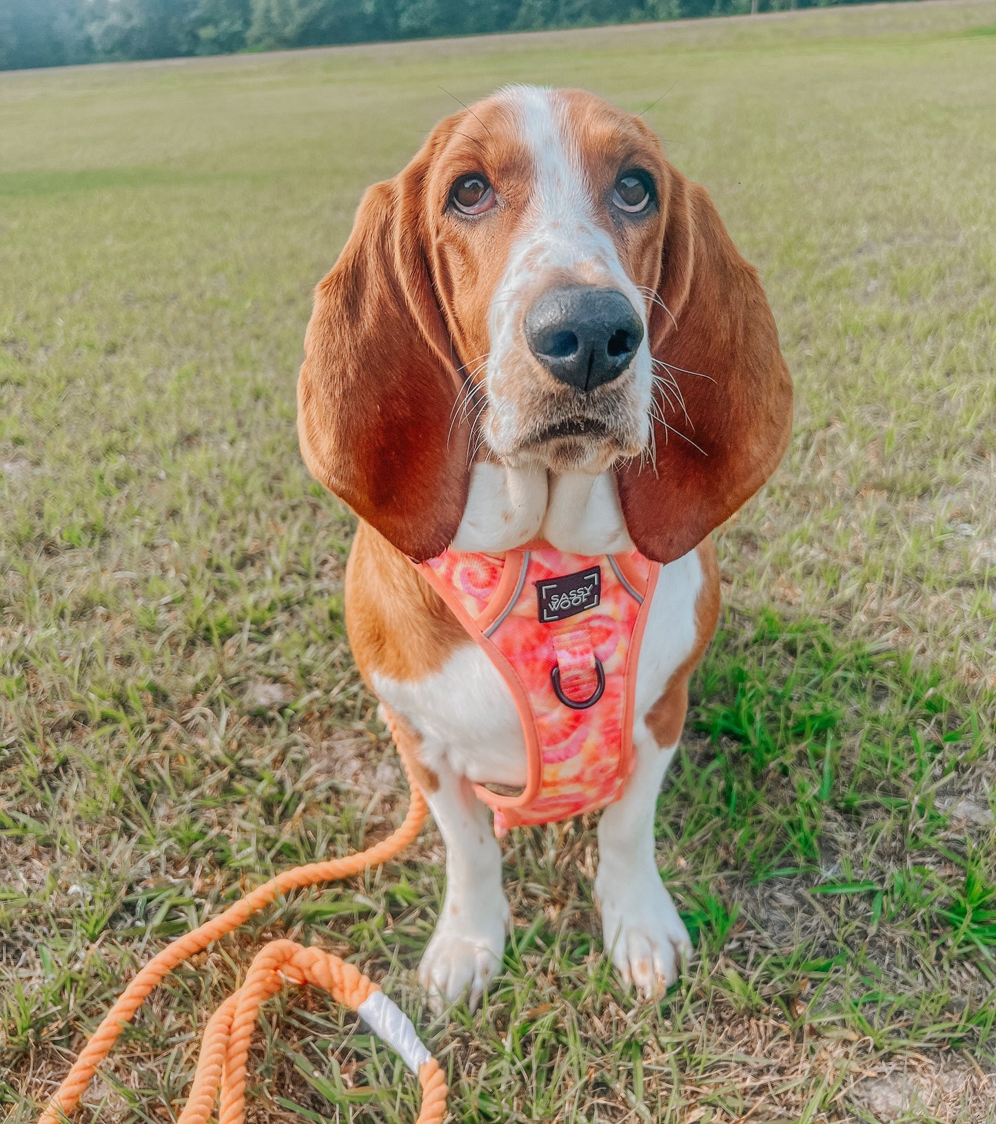 Dog Step-in Harness - Summer Sorbet