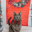 Cat Collar - Deck the Paws