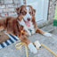 Dog Waterproof Leash - Yellow