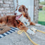 Dog Waterproof Collar - Yellow