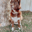 Dog Waterproof Collar - Beige
