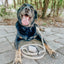 Dog Waterproof Collar - Beige
