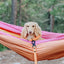 Dog Waterproof Collar - Orange