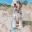Dog Waterproof Collar - Blue