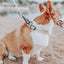 Dog Waterproof Collar - Beige