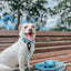 Dog Waterproof Collar - Blue