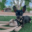 Dog Waterproof Leash - Beige
