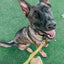 Dog Waterproof Collar - Yellow