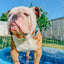 Dog Waterproof Collar - Blue