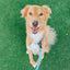 Dog Waterproof Leash - Blue