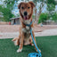 Dog Waterproof Collar - Blue