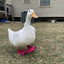 Birdy Bootie (chicken shoes, chicken booties, duck booties and goose shoes)