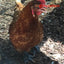 Birdy Bootie (chicken shoes, chicken booties, duck booties and goose shoes)