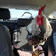 Birdy Bootie (chicken shoes, chicken booties, duck booties and goose shoes)