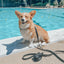 Dog Waterproof Collar - Black