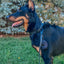 Dog Waterproof Collar - Black