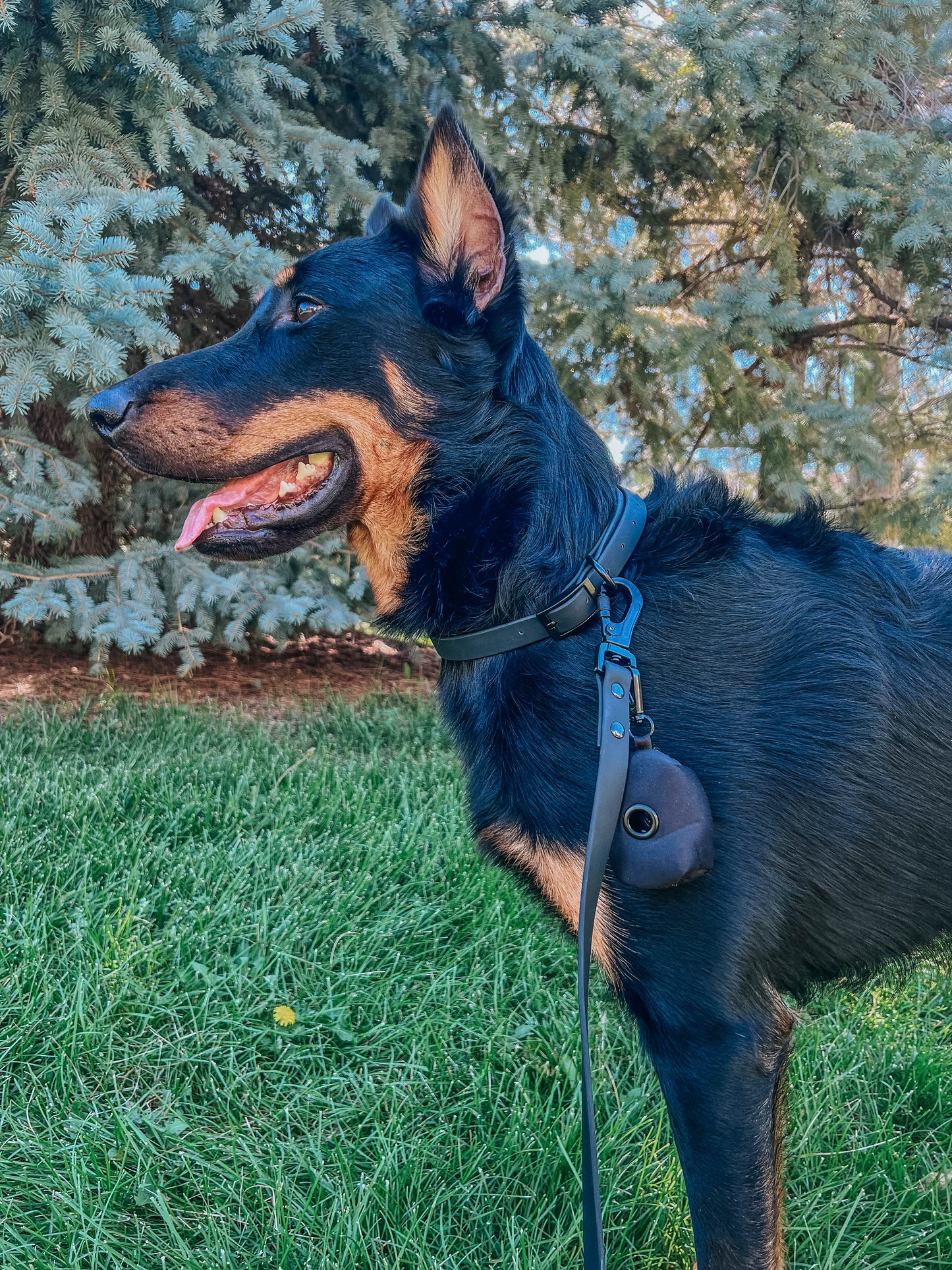 Dog Waterproof Collar - Black