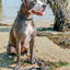 Dog Waterproof Collar - Black