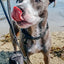 Dog Waterproof Leash - Black