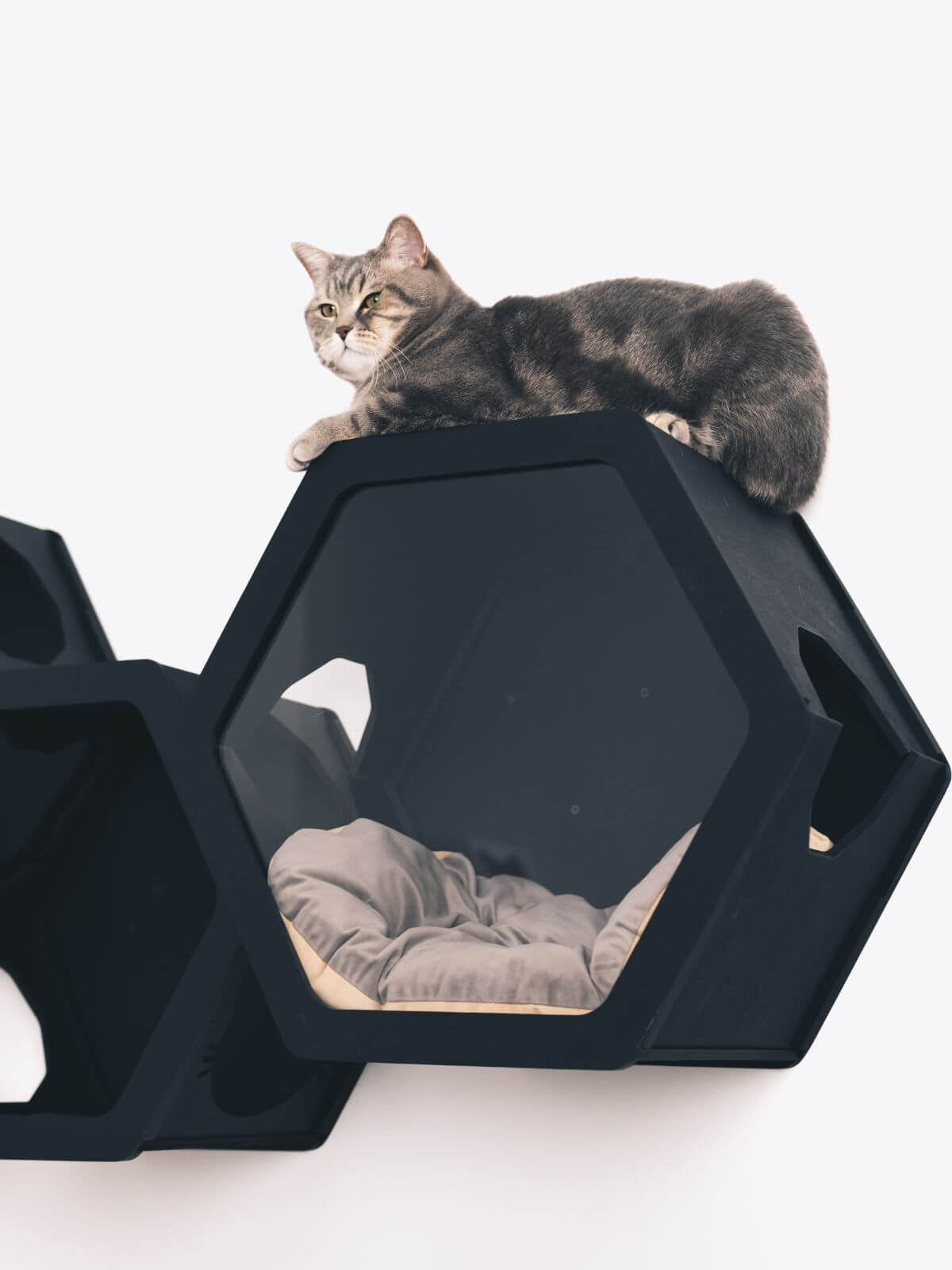 Cat Wall Mounted Bed