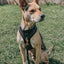 Dog Adjustable Harness - Baby Got Black