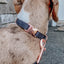 Dog Collar - Baby Got Black
