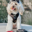 Dog Adjustable Harness - Baby Got Black