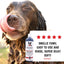 Magic Black Brightening Dog Shampoo