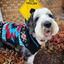 Black Southwest Dog Sweater