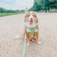 Dog Reversible Harness - Serving Up Sass